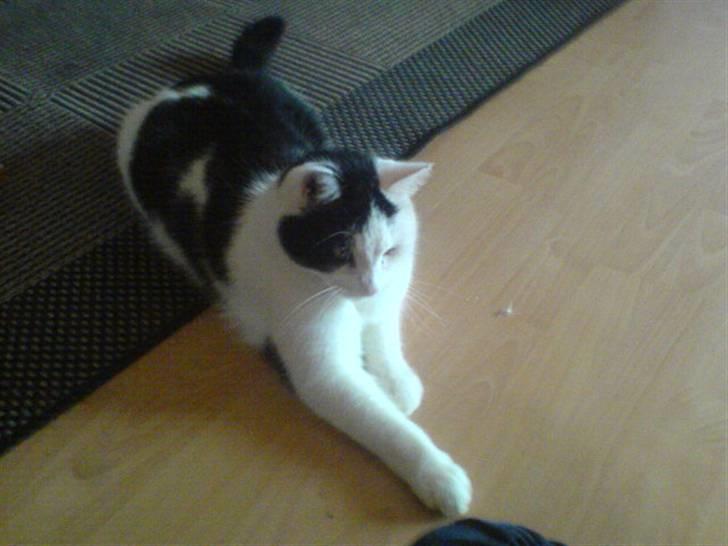 Huskat misser - der er den billede 12