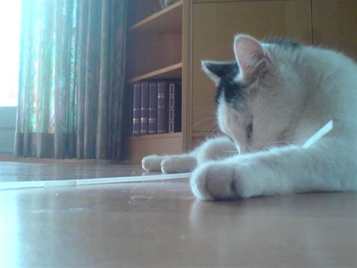 Huskat misser - heh du slipper ik væk billede 13