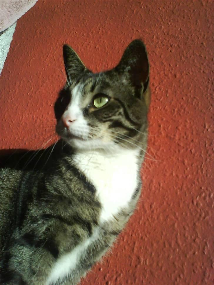 Huskat Lillebror (basse) billede 16