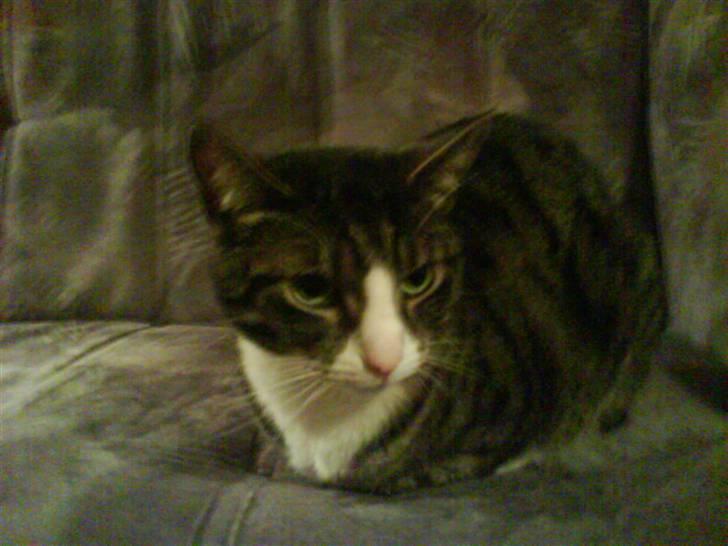 Huskat Lillebror (basse) billede 17