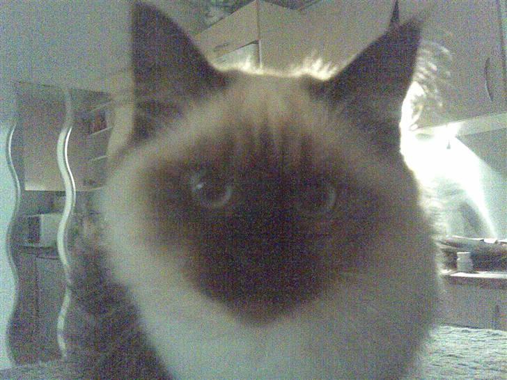 Hellig Birma Tilde billede 6