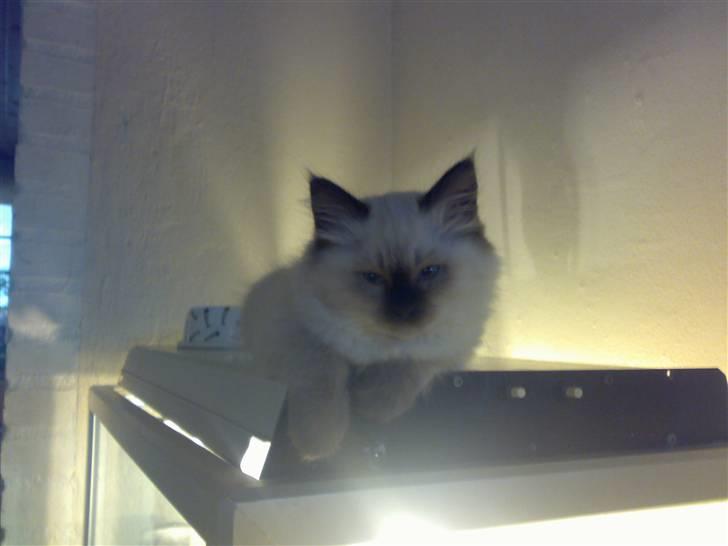 Hellig Birma Tilde billede 7