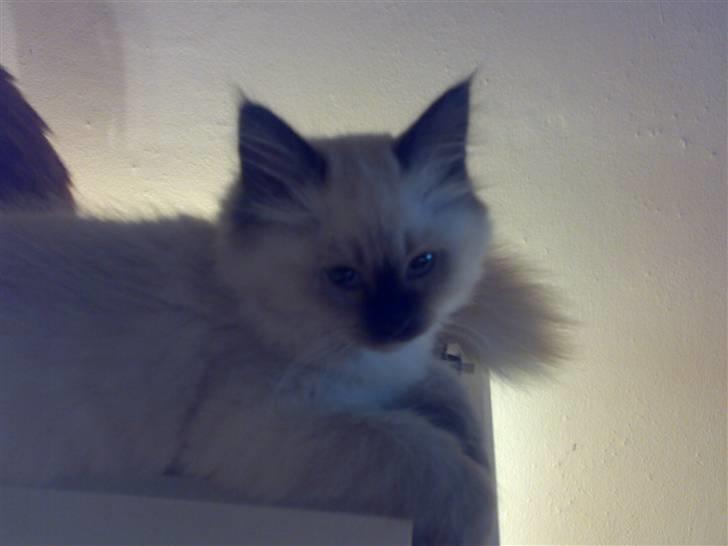 Hellig Birma Tilde billede 8