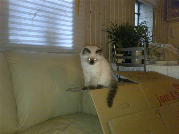 Hellig Birma Tilde billede 9