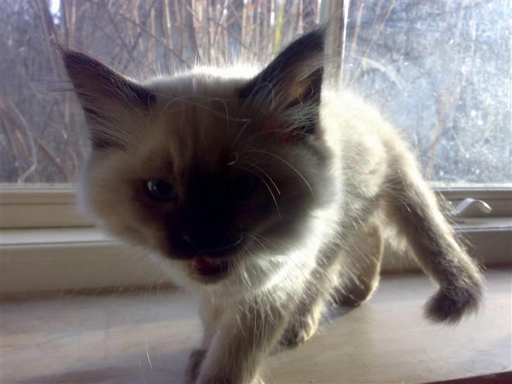 Hellig Birma Tilde billede 10