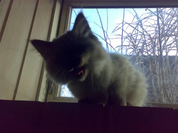 Hellig Birma Tilde billede 11