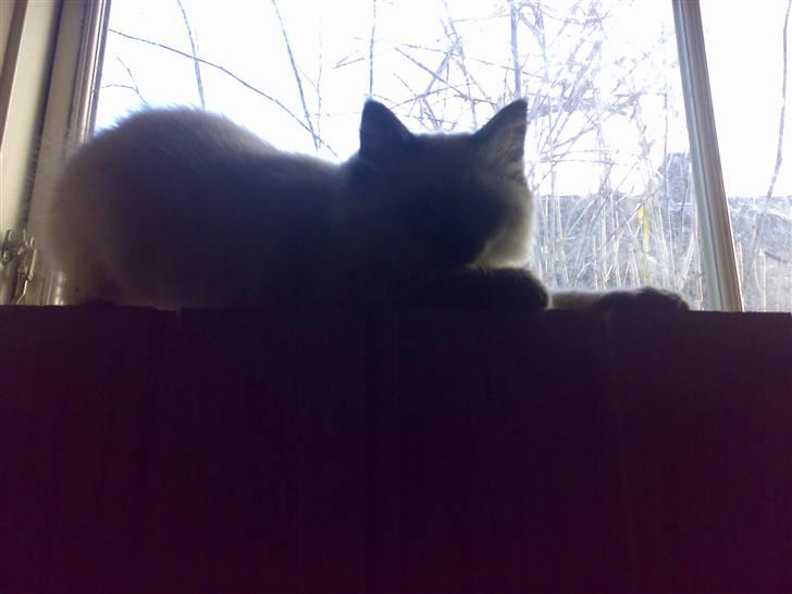 Hellig Birma Tilde billede 12