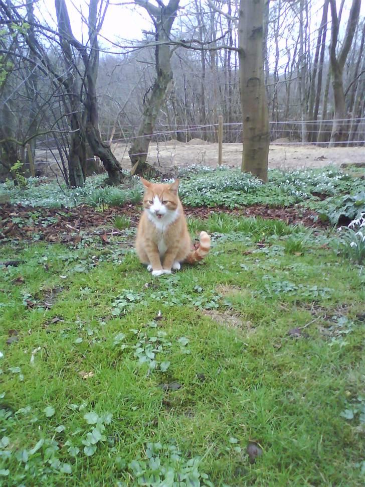 Blanding af racer Garfield - Hvem elsker vi? MIG! Ha ha! billede 1