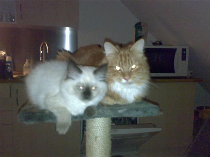 Hellig Birma Tilde billede 13