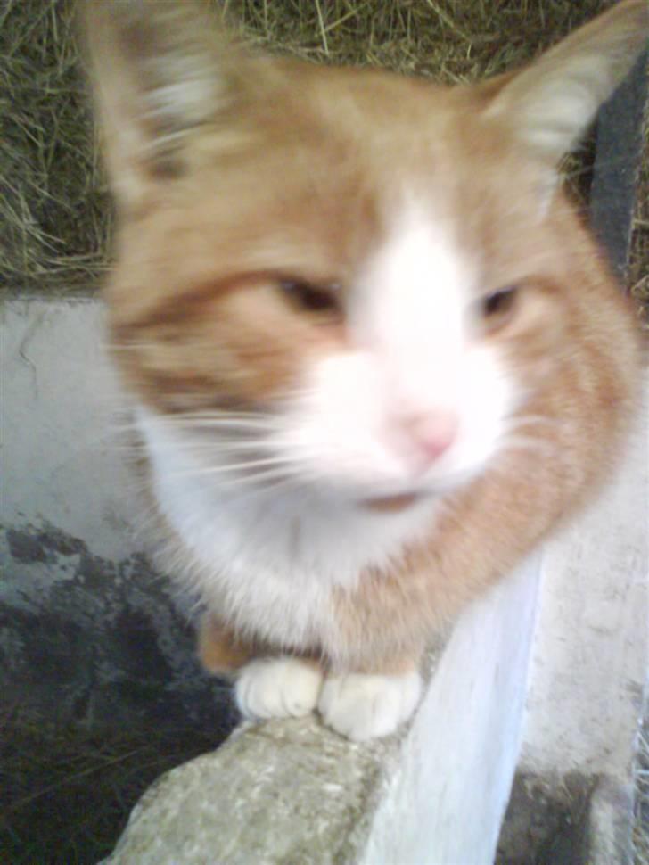 Blanding af racer Garfield billede 2