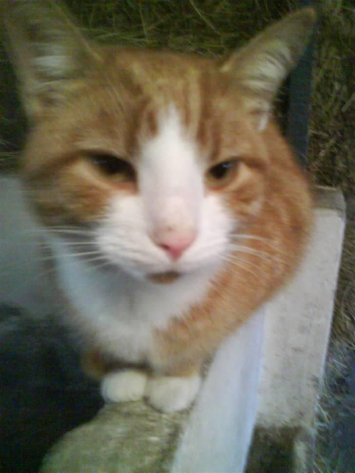 Blanding af racer Garfield billede 3