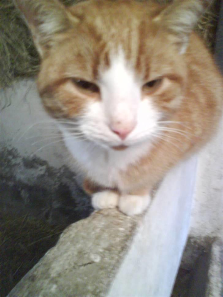 Blanding af racer Garfield - KLØ MIG! billede 4