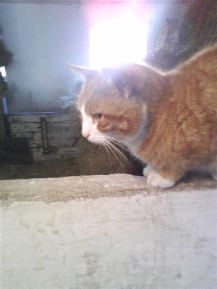 Blanding af racer Garfield - Tager dig nu mus! billede 5