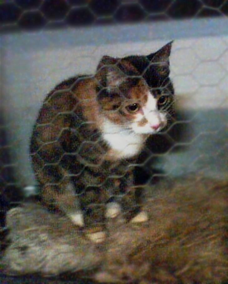 Huskat Kitty - So sweet. So beautiful. Everyday like a queen on her throne. :I <3 billede 1