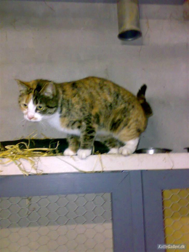 Huskat Kitty - På spring i stalden, Januar 07 billede 3