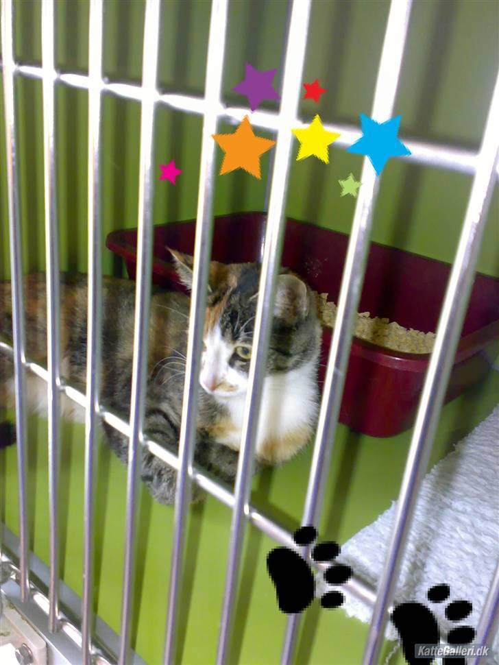 Huskat Kitty - Hos dyrlægen. " Hulk, jeg er sat bag tremmer :´( JEG ER USKYLDIIIIG "  Undskyld al det der skrammel, men jeg kedet mig EKSTREMT, og har vidst slettet originalbilledet. November 07 billede 4