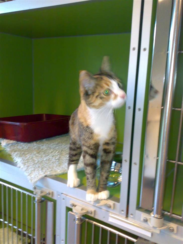 Huskat Kitty - Hos dyrlægen , "Ja nu vil jeg sådanset gerne ud :)" November 07 billede 5