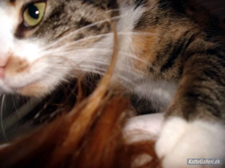 Huskat Kitty - Som sagt - Jeg krammer.......... :-* billede 6