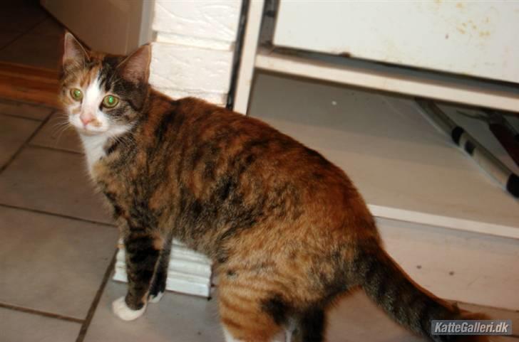 Huskat Kitty - Få sekunder før, lå jeg sådanset og sov inde i det der hul... Men jeg nåede liige at komme ud inden hun bustede mig med det fordømte kamera. MUHAHAHA billede 7