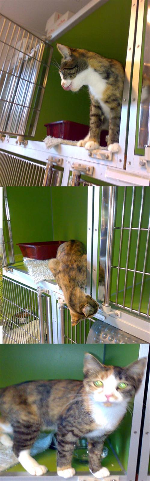 Huskat Kitty - Hos dyrlægen. November 07 billede 8