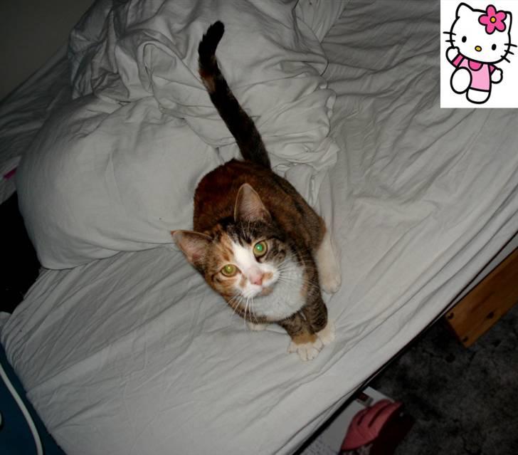 Huskat Kitty - Lad lige vær med at glo ned på mig ?! billede 9
