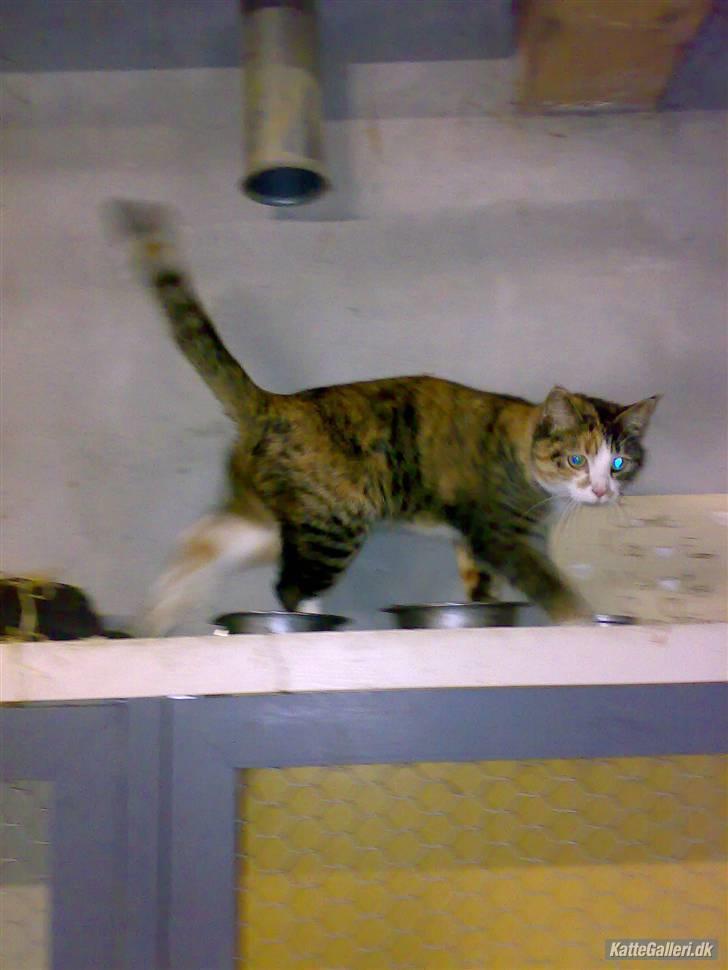 Huskat Kitty - Våger over mit herredømme. What a kingdom.... billede 10