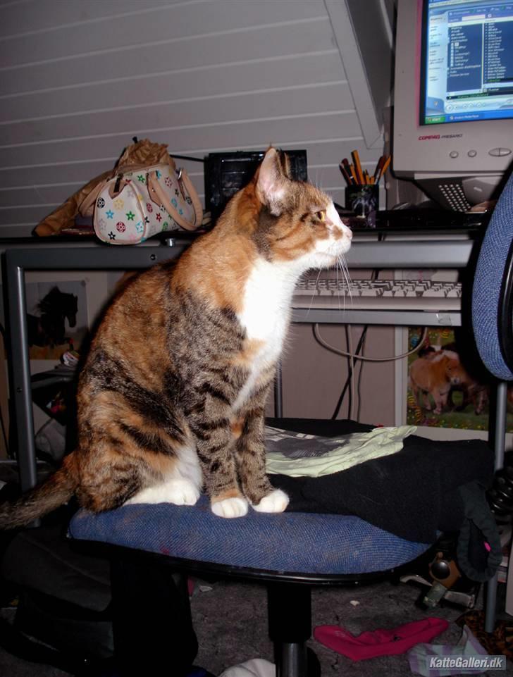 Huskat Kitty - Desværre Kitkat, der er ikke internet på den dér... billede 11