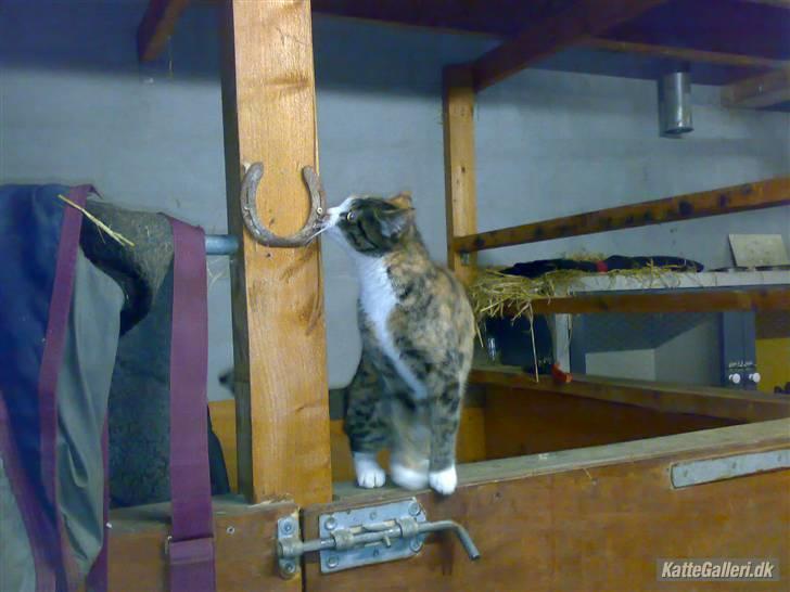 Huskat Kitty - Bringer den lykke, eller?? billede 12