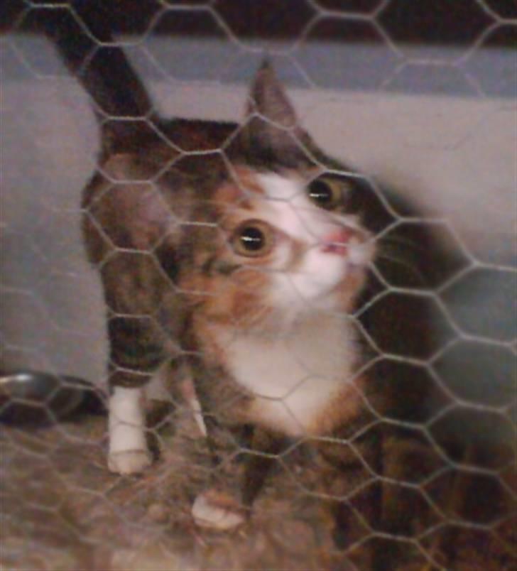 Huskat Kitty - Hvad har du gang i ? billede 13