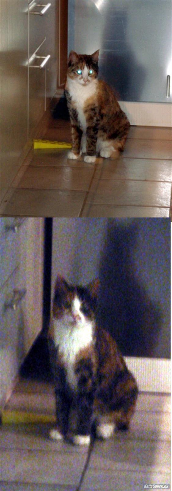 Huskat Kitty - Jeg er halv alien. billede 14