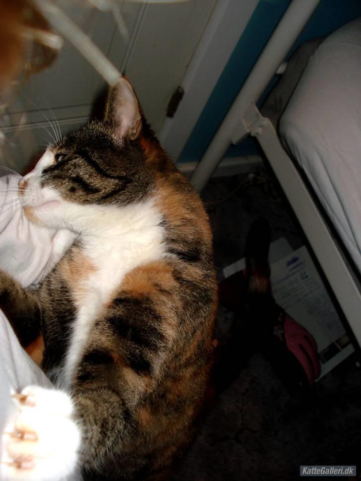 Huskat Kitty - KRAMMØØØØØØØØØØØØØØH <3 Thats love bby xD billede 15