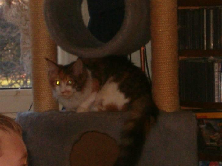 Maine Coon Afrodite billede 6