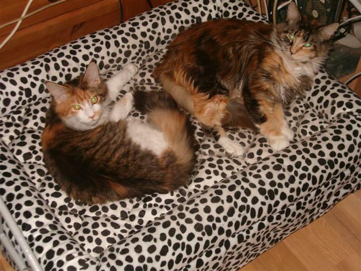 Maine Coon Afrodite billede 7