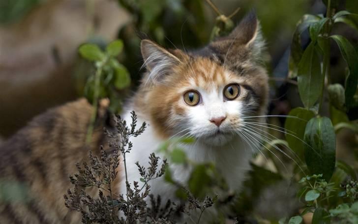 Maine Coon Afrodite billede 8