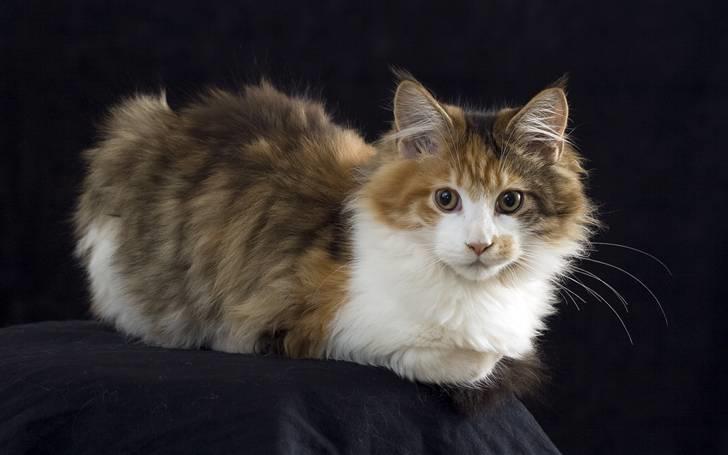 Maine Coon Afrodite billede 9