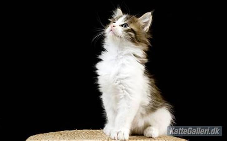 Maine Coon Afrodite billede 10