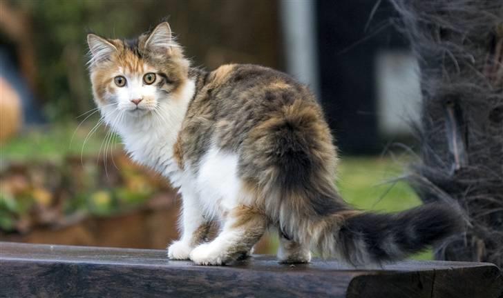 Maine Coon Afrodite billede 11