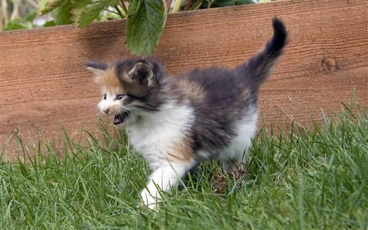 Maine Coon Afrodite billede 12