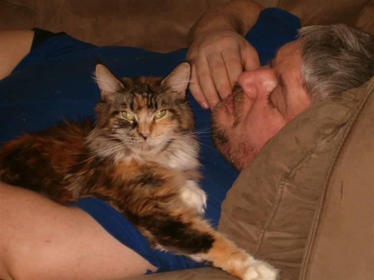 Maine Coon Anastacia( har født 2 ) billede 7