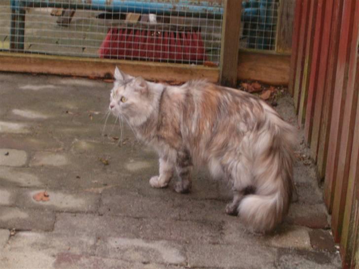 Blanding af racer maine coon Freja billede 1