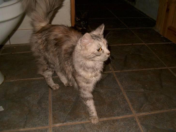 Blanding af racer maine coon Freja billede 2