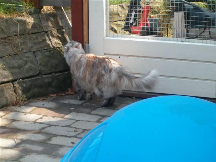 Blanding af racer maine coon Freja billede 3
