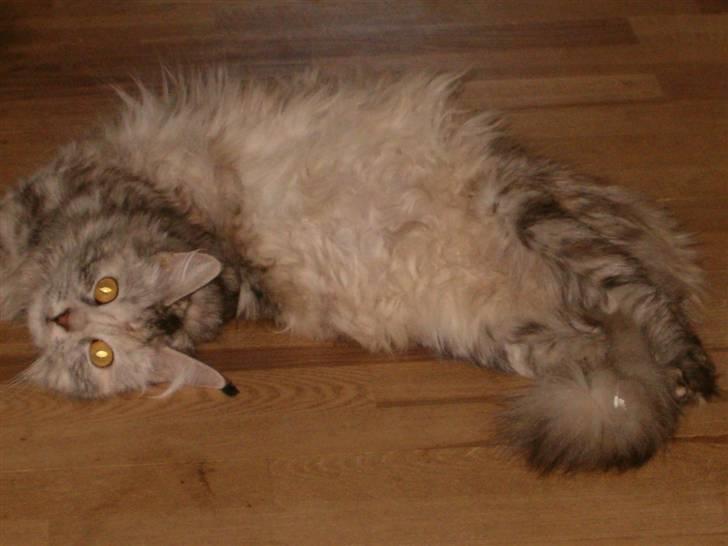 Blanding af racer maine coon Freja billede 4