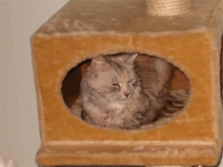 Blanding af racer maine coon Freja billede 5