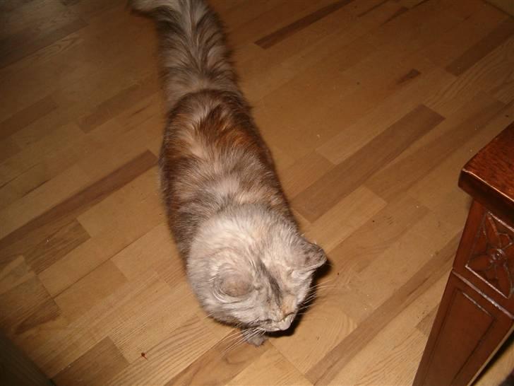 Blanding af racer maine coon Freja billede 6