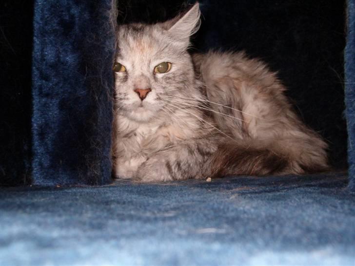 Blanding af racer maine coon Freja billede 7