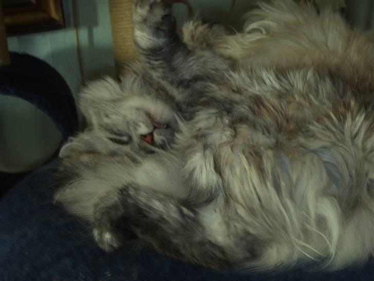 Blanding af racer maine coon Freja billede 8