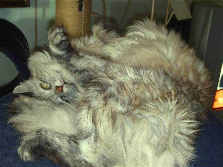 Blanding af racer maine coon Freja billede 9