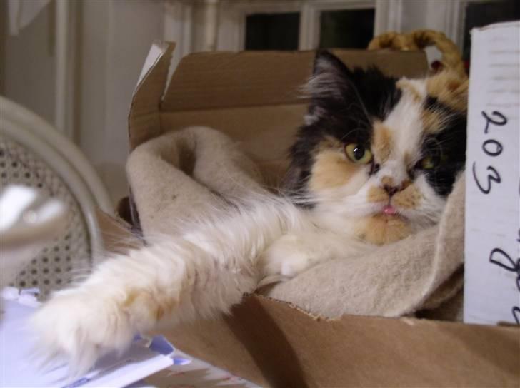 Perser Bine billede 7