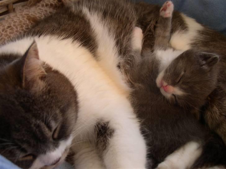 Blanding af racer GURLI - Gurli og hendes lille søn Alfred billede 9